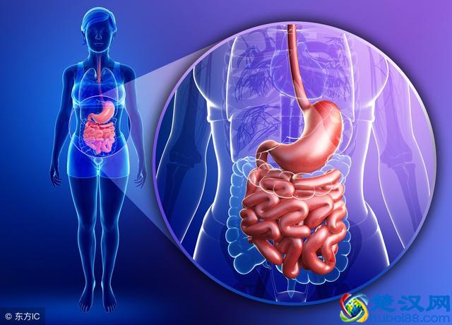 肝在什么位置？肝在人体中的作用有哪些？
