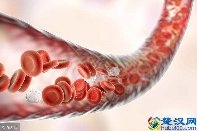 肝在什么位置？肝在人体中的作用有哪些？