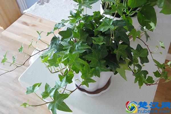 推荐10种办公室盆栽植物 好看又防辐射