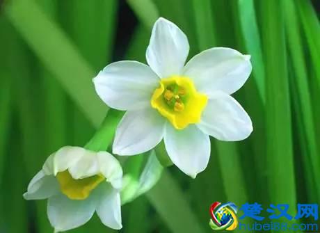 推荐10种办公室盆栽植物 好看又防辐射