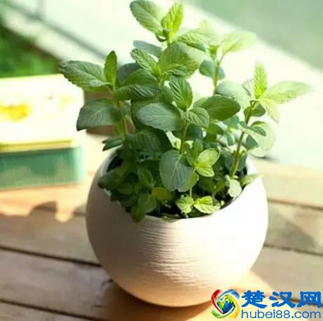 推荐10种办公室盆栽植物 好看又防辐射