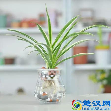 推荐10种办公室盆栽植物 好看又防辐射