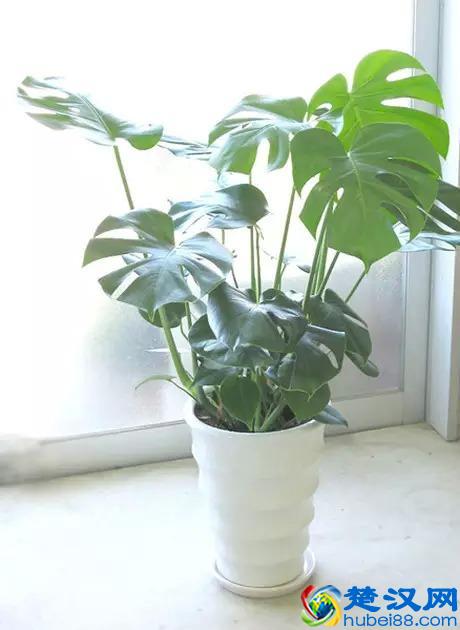 推荐10种办公室盆栽植物 好看又防辐射