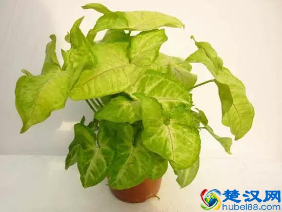 推荐10种办公室盆栽植物 好看又防辐射