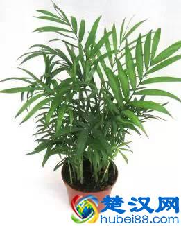 推荐10种办公室盆栽植物 好看又防辐射