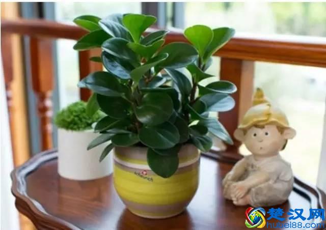 推荐10种办公室盆栽植物 好看又防辐射