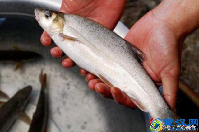 国内最好吃的淡水鱼，中年人也许听过吃过，90后都不懂