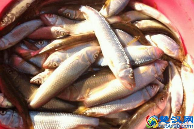 国内最好吃的淡水鱼，中年人也许听过吃过，90后都不懂