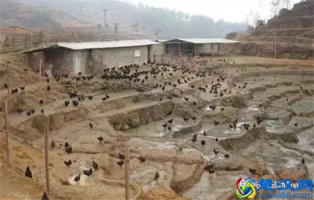 农村“规范”养殖业,三种养殖场或将被拆,有你家吗?