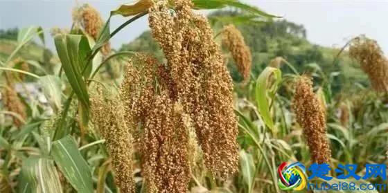 详解什么是勾兑、勾兑酒、酒勾兑、酒精勾兑，原来有这么多讲究！