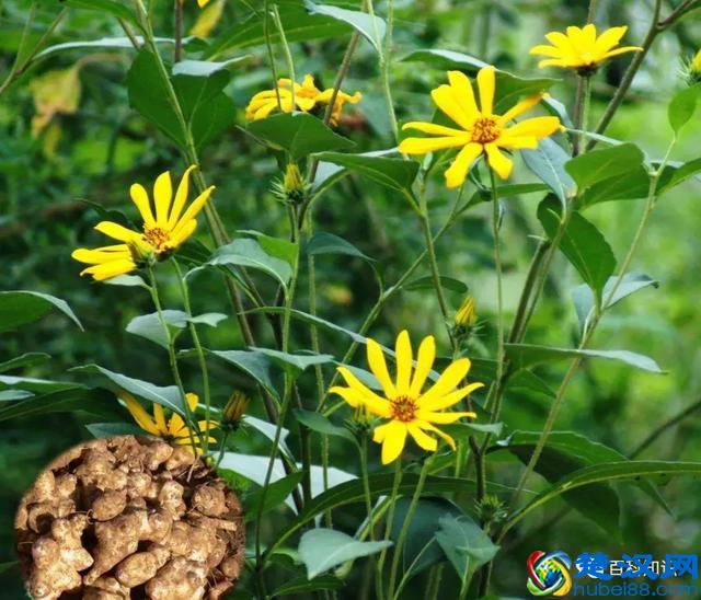 减肥药中的菊粉到底是个啥？