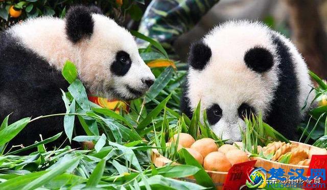 成都必去的十大景点！!