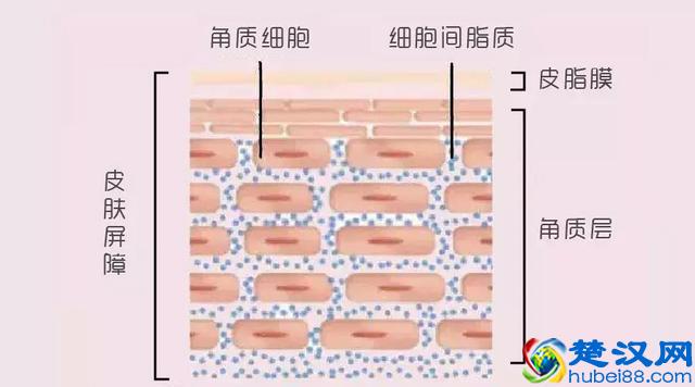 “孕妇专用”护肤品真没必要买，准妈妈们避开这 3 种成分就可以