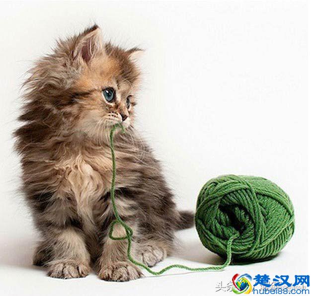 《脑筋急转弯》孔子是我国最伟大的什么家？(17期）