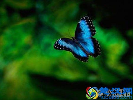 蝴蝶效应是什么意思,什么是蝴蝶效应