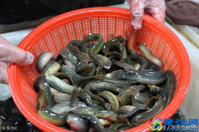 老话说“地上泥鳅，天上斑鸠”据说吃货才懂，你知道是什么意思吗