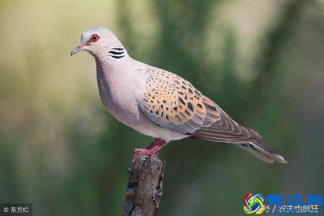 老话说“地上泥鳅，天上斑鸠”据说吃货才懂，你知道是什么意思吗
