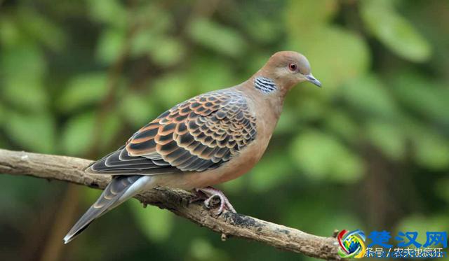 老话说“地上泥鳅，天上斑鸠”据说吃货才懂，你知道是什么意思吗