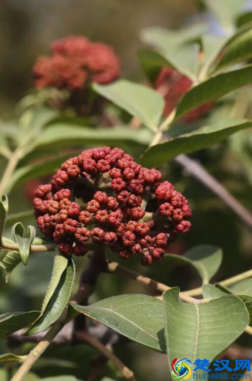 遍插茱萸少一人,茱萸原来就是花椒!