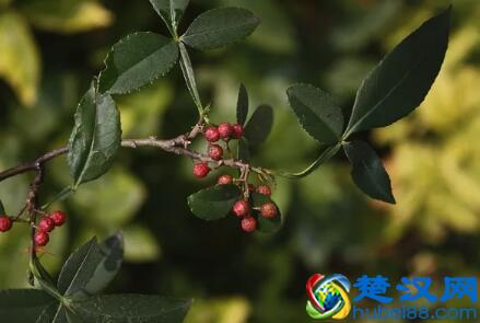 遍插茱萸少一人,茱萸原来就是花椒!