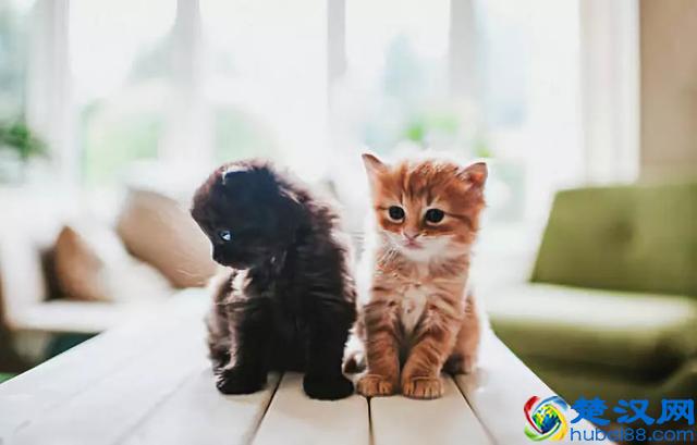 不要用“You are cute”来形容别人可爱，当心她翻脸！