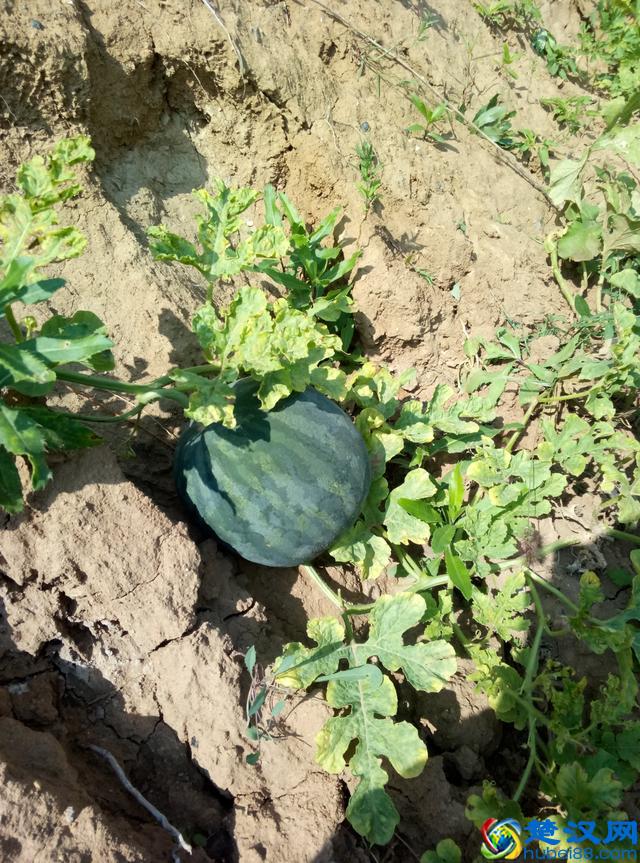 今年给长辈送中秋礼品，你还是送月饼？送这个东西更珍贵