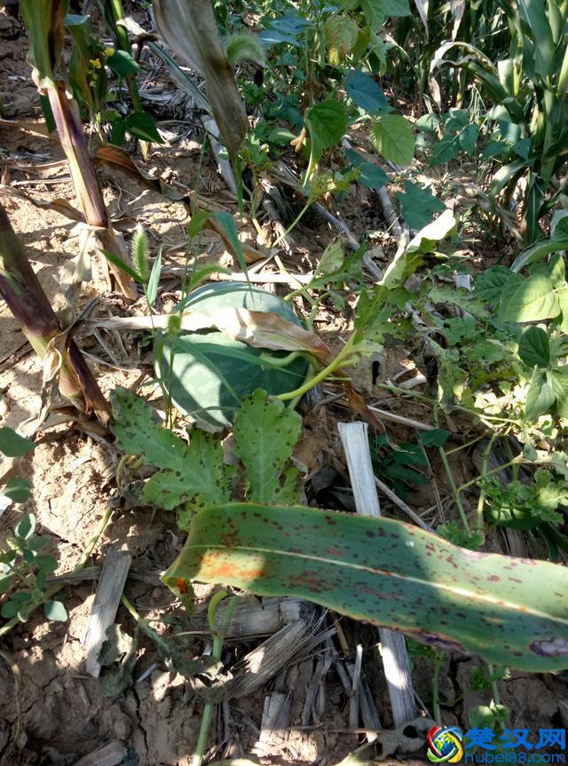 今年给长辈送中秋礼品，你还是送月饼？送这个东西更珍贵