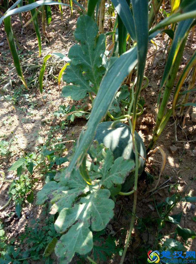 今年给长辈送中秋礼品，你还是送月饼？送这个东西更珍贵