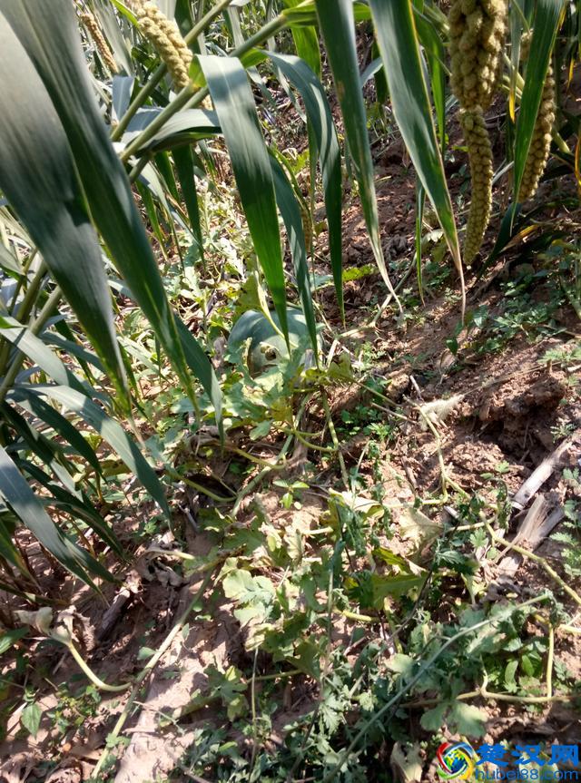 今年给长辈送中秋礼品，你还是送月饼？送这个东西更珍贵