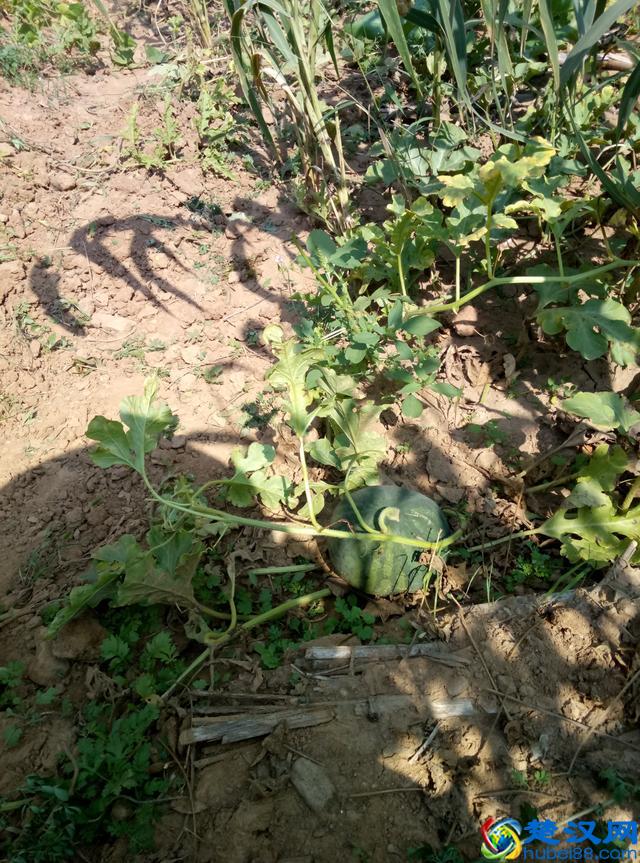 今年给长辈送中秋礼品，你还是送月饼？送这个东西更珍贵