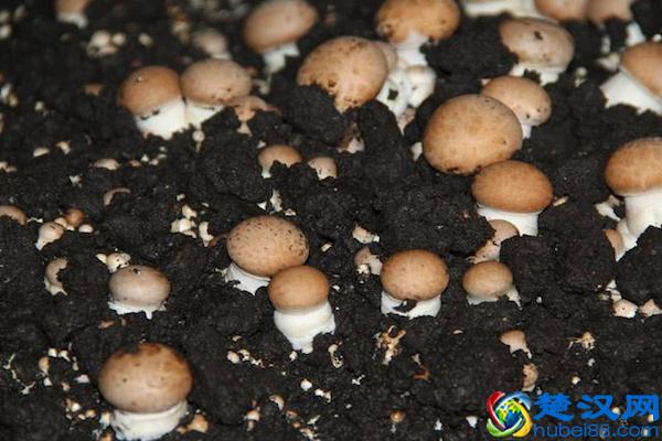 周瑜到底是怎么死的？真相令人不寒而栗，黑暗的斗争无处不在