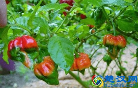 JSP部署在Tomcat上运行