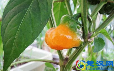 JSP部署在Tomcat上运行