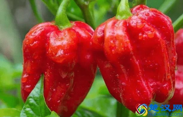 JSP部署在Tomcat上运行