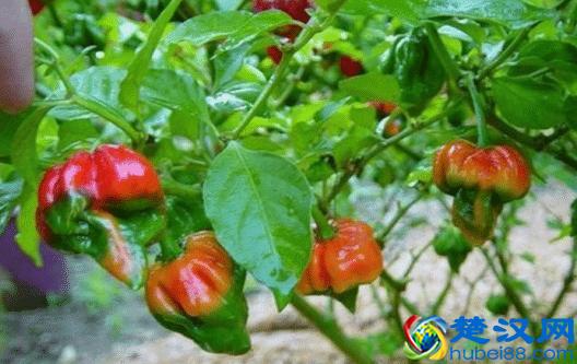 JSP部署在Tomcat上运行