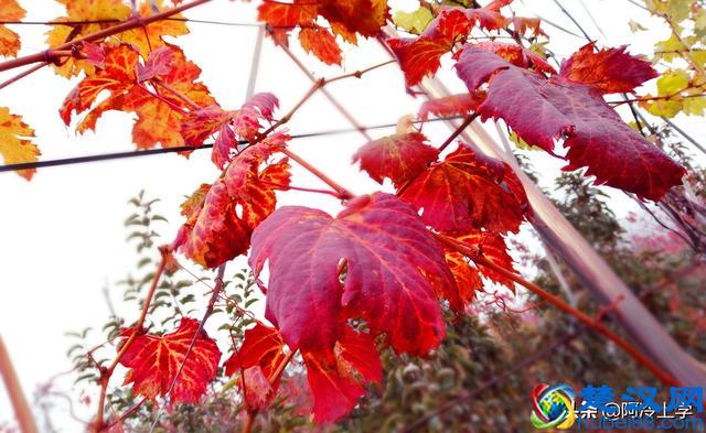 在说明文中常用的说明方法有哪些？这里帮您总结一下