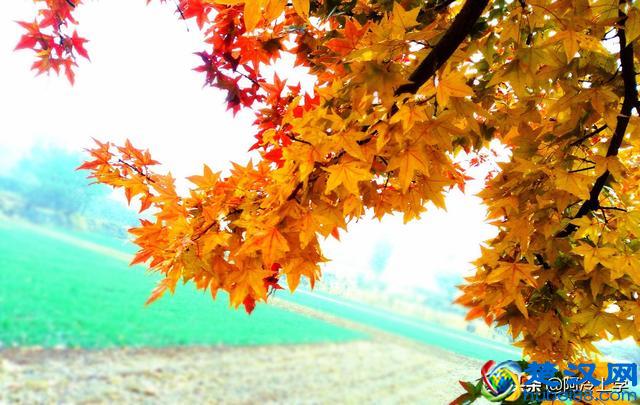 在说明文中常用的说明方法有哪些？这里帮您总结一下