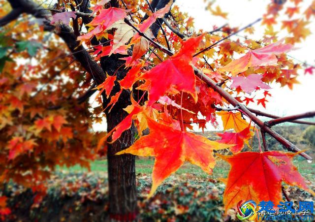 在说明文中常用的说明方法有哪些？这里帮您总结一下