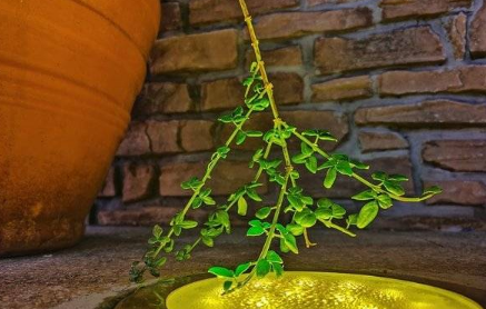 1657093134552308.png 小米12spro夜景拍照效果如何