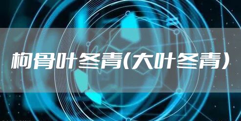 枸骨叶冬青（大叶冬青）