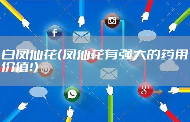 白凤仙花（凤仙花有强大的药用价值！）