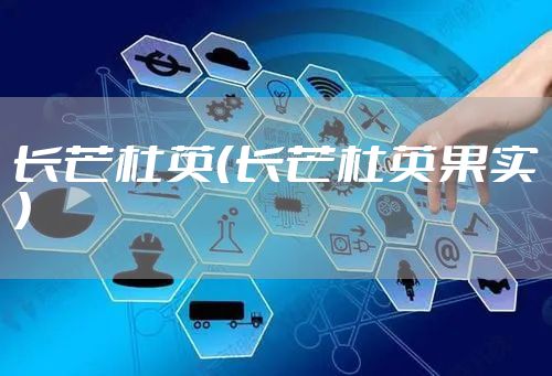 长芒杜英（长芒杜英果实）