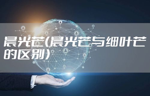 晨光芒（晨光芒与细叶芒的区别）