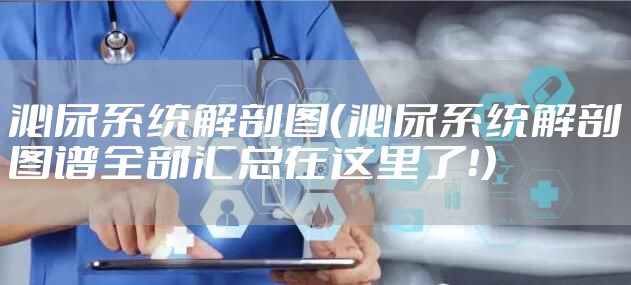 泌尿系统解剖图（泌尿系统解剖图谱全部汇总在这里了！）