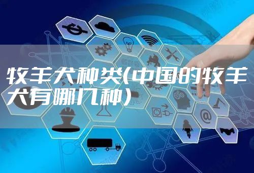 牧羊犬种类(中国的牧羊犬有哪几种)