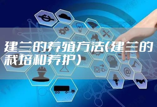 建兰的养殖方法（建兰的栽培和养护）