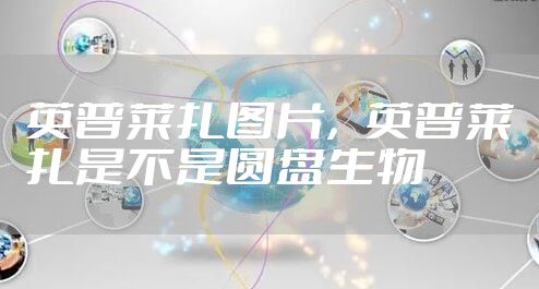 英普莱扎图片，英普莱扎是不是圆盘生物