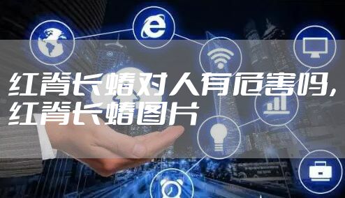 红脊长蝽对人有危害吗，红脊长蝽图片