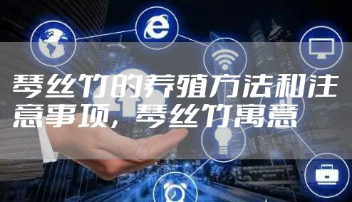 琴丝竹的养殖方法和注意事项，琴丝竹寓意