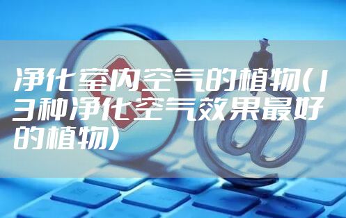 净化室内空气的植物(13种净化空气效果最好的植物)